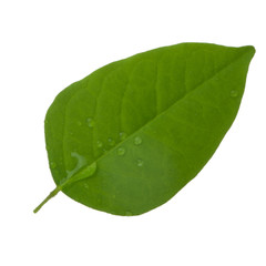 Fototapeta na wymiar leaf of carambola (starfruit) with water drops isolated