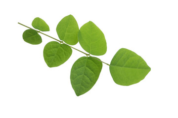 Naklejka na ściany i meble branch with green leaves of carambola isolated