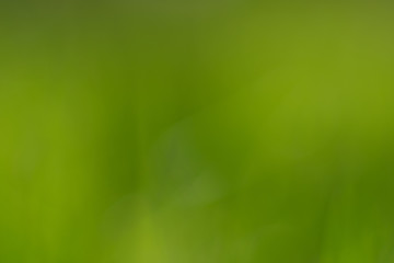 Green Blur Texture and Background.