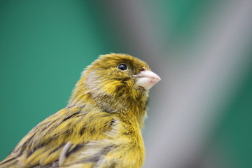Little Yellow Bird