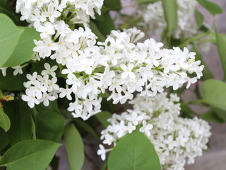 flowers of white lilac with green leaves