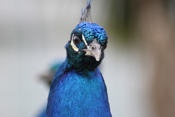 P-P-Peacock
