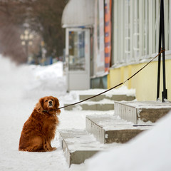 Dog waiting for his master in winter outside shop