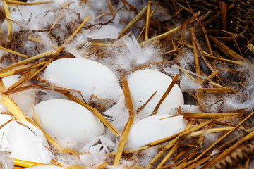 Fototapeta premium goose eggs and white feathers in a nest of straw