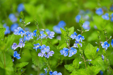 Blooming tender forest flowers in the soft morning light