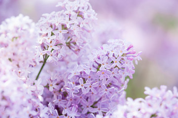 Flowering tender lilac in the soft morning light