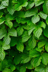 Background of green leaves of garden plant