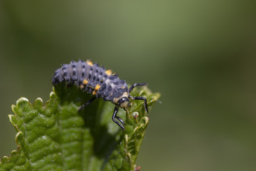 7 spotted ladybird nymph, larva, Coccinella 7-punctata, crawling along a leaf  on a sunny day in may, scotland.