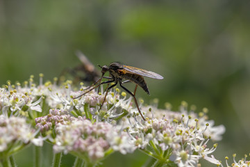 robber fly, empis tesselata feeding on cow parsley flower heads for nectar on a sunny day, scotland.