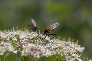 robber fly, empis tesselata feeding on cow parsley flower heads for nectar on a sunny day, scotland.