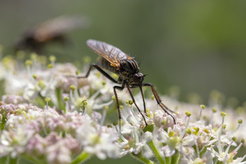 robber fly, empis tesselata feeding on cow parsley flower heads for nectar on a sunny day, scotland.