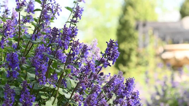 風に揺れるラベンダー / 北海道　富良野の観光イメージ