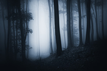 dark woods path at night, fantasy forest landscape