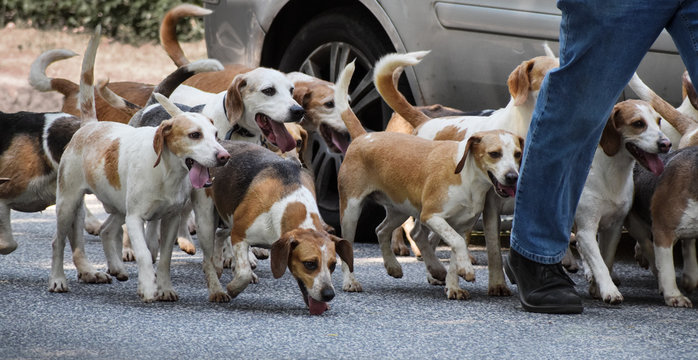 walking with a pack of beagle dogs, panoramic format