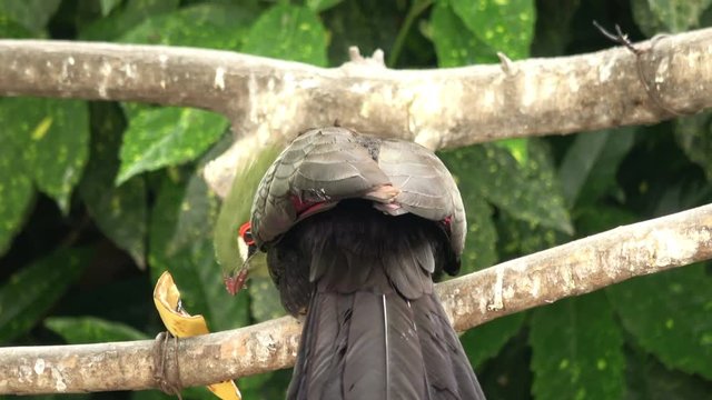 Green turaco eating a piece of a banana on a branch, 4K, raw