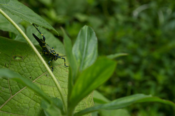 wild nature