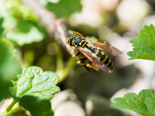 Wasp Feeding On Insect