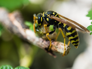 Wasp Feeding On Insect