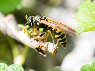 Wasp Feeding On Insect