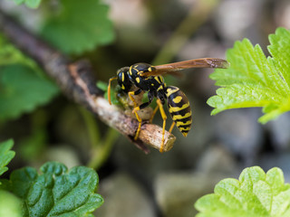 Wasp Feeding On Insect