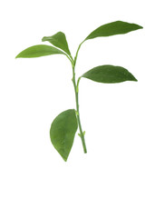 branch of green leaves of kumquat isolated