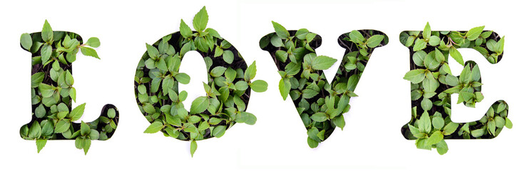The word LOVE of green leaves in a paper stencil