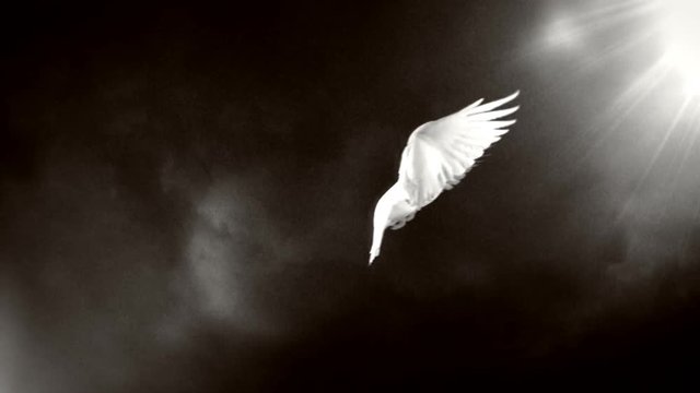 Dove of hope. Black and white.