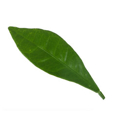 Fototapeta na wymiar green leaf of kumquat isolated