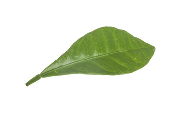green leaf of kumquat isolated