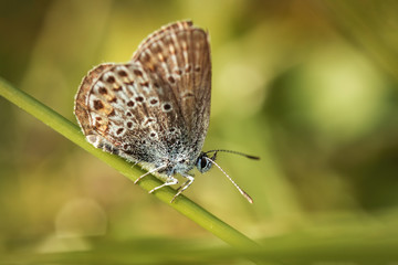 Fototapeta na wymiar Butterfly on the plant. Closeup.