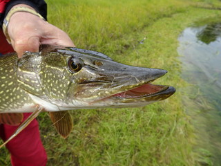 fishing - pike in the hands