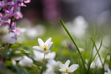 Frische Blumenwiese im Fr&uuml;hling, Buschwindr&ouml;schen