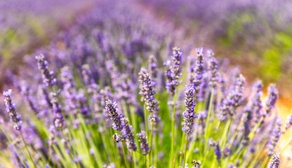 Close-up of a lavender meadow