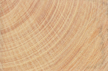 Buchsbaum Holz. Schnitt