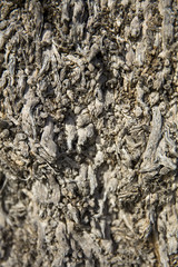 Wooden texture