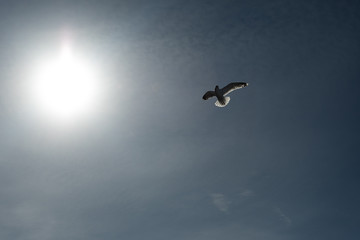The sun and the Seagull hovering over the boat.