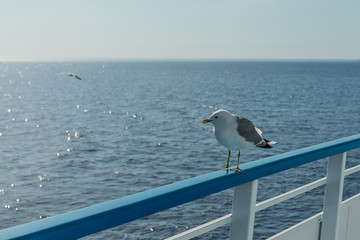 Seagull on the railing of the ship on lake Ladoga.