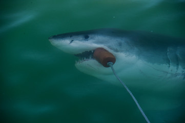 Fototapeta premium Grand Requin Blanc en Afrique du Sud