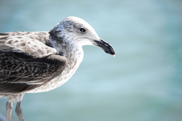 Oiseau marin en Afrique du Sud