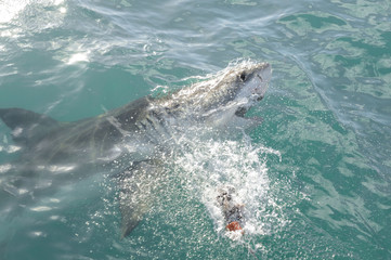 Grand Requin Blanc en Afrique du Sud