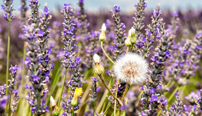 Taraxacum on a lavender meadow