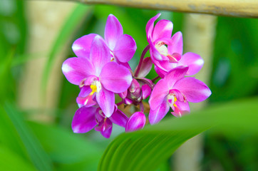 Ground orchid flower