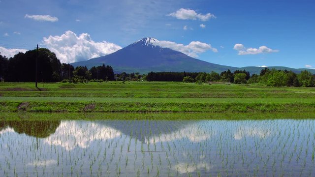 Mt. Fuji and rice terrace at Gotemba city Japan