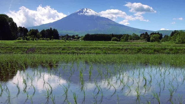 Mt. Fuji and rice terrace at Gotemba city Japan