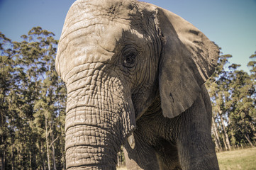 Eléphant dans une réserve en Afrique du Sud