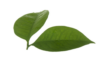 Obraz premium two green leaves of Lychee isolated on white background