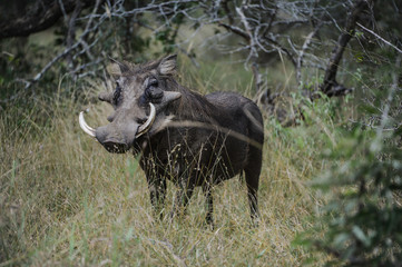 Phacochère dans une réserve en Afrique du Sud
