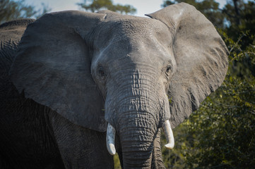 Eléphant dans une réserve en Afrique du Sud