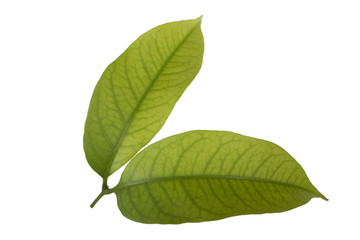 Obraz premium two green leaves of Lychee isolated on white background