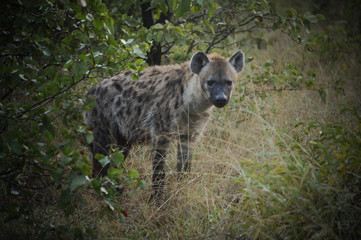 Afrique du Sud